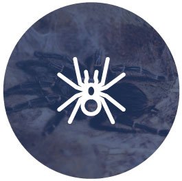 Insects and Arachnids 