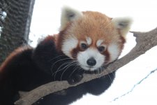 Endangered Animals at The Erie Zoo