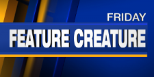 Feature Creature