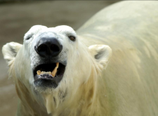 Go Erie Photos: The Erie Zoo Through the Years