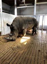 Go Erie Erie Zoo Reopens with New Rhinos