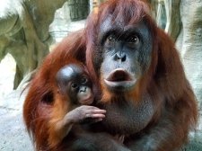 Palm Oil Crisis