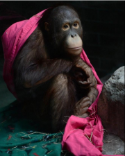 Go Erie Erie Zoo orangutan headed to San Francisco