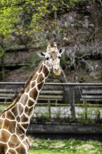 Erie Zoo’s giraffe, Nigel, to leave for Midwest
