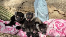 Erie Zoo Welcomes Lemur Babies!