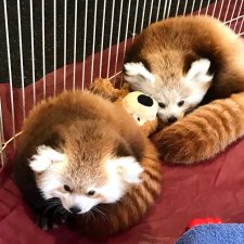 Erie Zoo Welcomes Knoxville Zoo Red Panda Cub