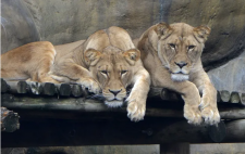 Round up the pack: Erie Zoo is scheduled to open Feb. 27