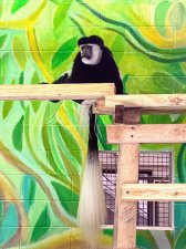 The Erie Zoo Opens New Habitat and Welcomes New Species