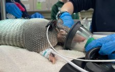 Caring for the Zoo