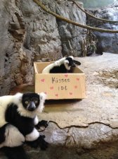 Wild About You At The Erie Zoo