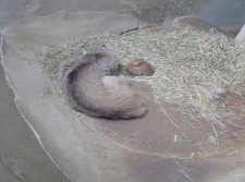 Erie Zoo Welcomes Canada Lynx Kittens